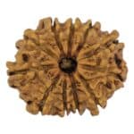 11 Mukhi Rudraksha original