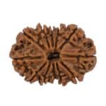 12 Mukhi Rudraksha Nepal