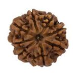 8 Mukhi Rudraksha Original