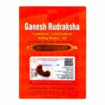 Ganesh Rudraksha