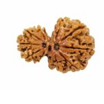 Garbh Gauri Rudraksha