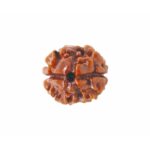 2 Mukhi rudraksha original