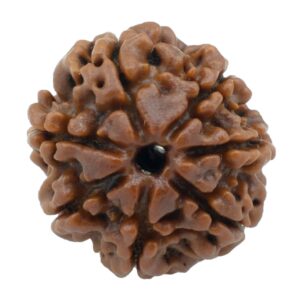 7 Mukhi Rudraksha Collector Bead - Image 1